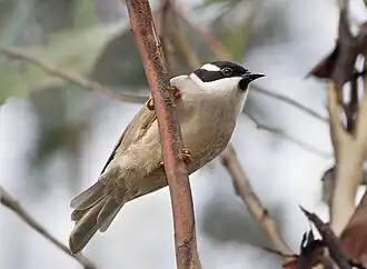 Tasmaanse honingeter