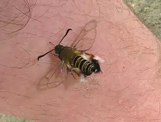 Melittia staudingeri