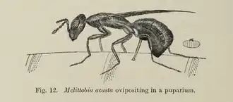 Melittobia acasta
