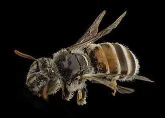 Meliturgula haematospila