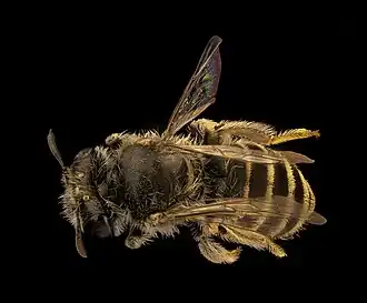 Meliturgula scriptifrons