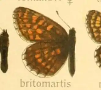 Oostelijke parelmoervlinder