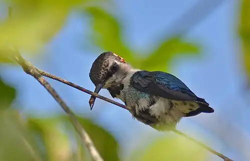 Bijkolibrie (Mellisuga helenae)