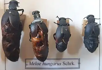 Meloe hungarus