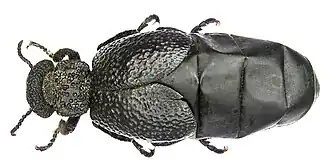 Meloe tuccius