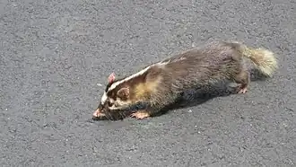 Melogale subaurantiaca