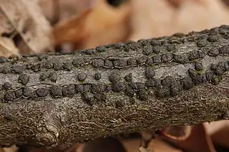 Maansikkelsporig korstschijfje