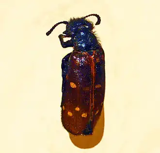 Mylabris flavoguttata