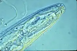Mond van een mannelijk aaltje