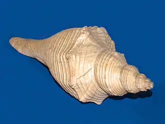 Hemifusus ternatanus