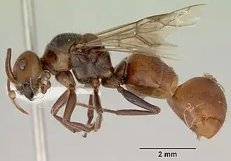 Melophorus anderseni