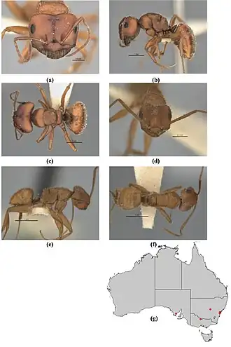 Melophorus fulvihirtus