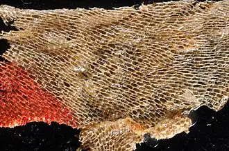 Membranipora villosa