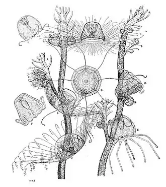 Turritopsis nutricula
