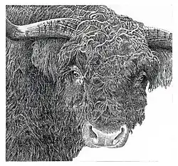 Meneer Stier. Takkenhoogte, Zuidwolde. Lijnets, retrousage. 2003