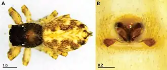 Menemerus transvaalicus