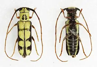 Menesia flavotecta