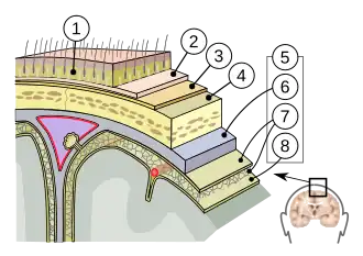 1=huid, 2=aponeurose, 3=beenvlies, 4=schedel, 5=hersenvliezen: 6=hard hersenvlies, 7=spinnenwebvlies, 8=zacht hersenvlies