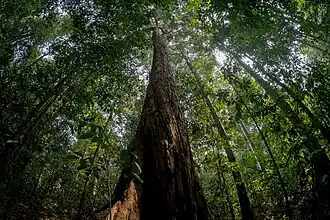 Nationaal park Bukit Duabelas