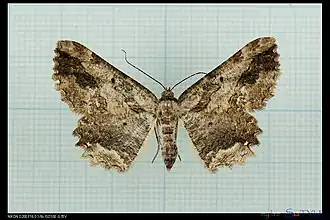 Menophra anaplagiata