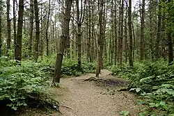 Varenpad door het bos