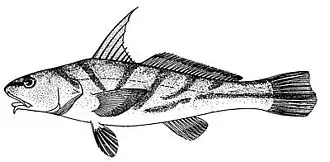 Menticirrhus saxatilis