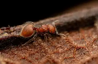 Meranoplus castaneus