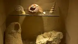 Fossielen in de groeve