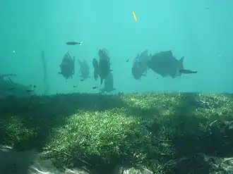 Piaractus mesopotamicus