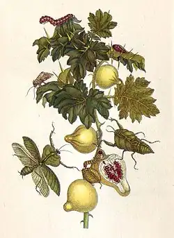 Plaat XXVII: appel van Sodom (Solanum mammosum), volgens Merian een dodelijk giftige vrucht, maar ook gebruikt als medicijn en reinigingsmiddel[15][16][17]