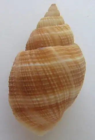 Merica melanostoma