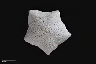 Meridiastra atyphoida