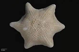 Meridiastra occidens