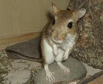 Perzische woestijnmuis