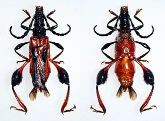 Merionoeda longicollis