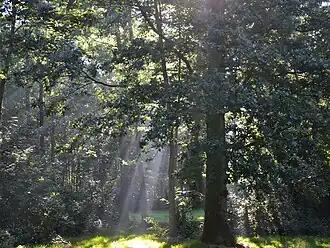 Bos op het Merkenveld