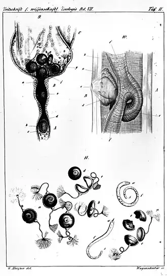 Links boven: eileider met rijpe eieren, rechts boven: c=vulva en e=vagina, f=baarmoeder, onder:eieren met bissi van Mermis nigrescens