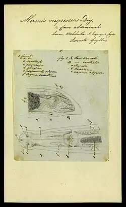 Voorste gedeelte en staart