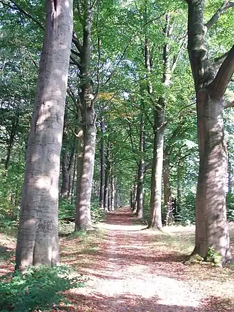 Dreef in de Merodese Bossen