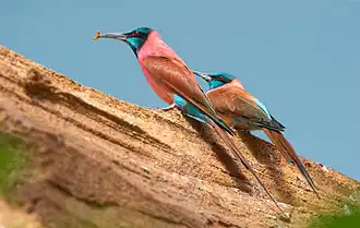 Noordelijke karmijnrode bijeneter