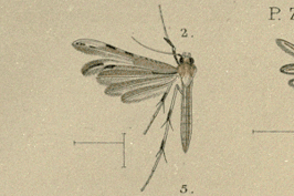 Merrifieldia bystropogonis