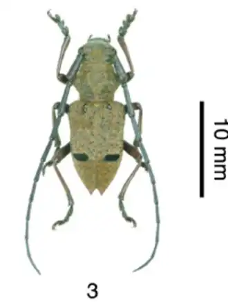 Mesechthistatus taniguchii