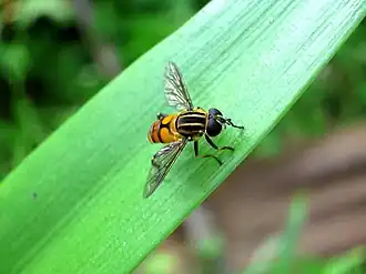 Mesembrius peregrinus