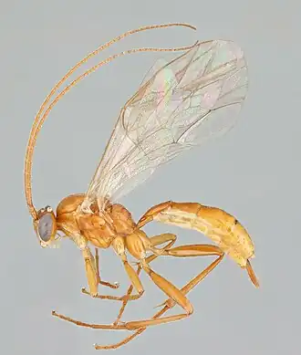 Mesochorus fulgurans