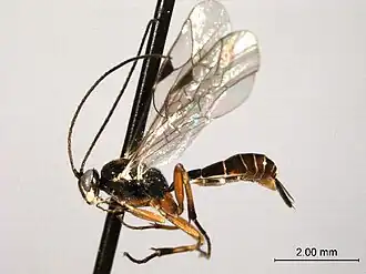 Mesochorus gemellus
