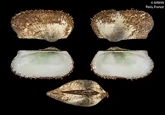 Mesocibota allocostata