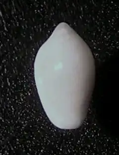 Mesoginella turbinata