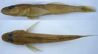 Mesogobius nonultimus