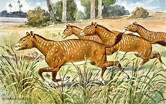 Mesohippus