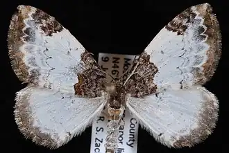 Mesoleuca ruficilliata